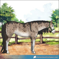 Horse Color:White Spotted Liver Red Dun Brindle 