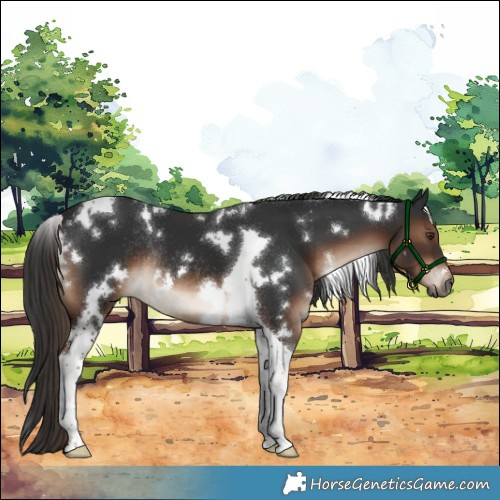 Horse Color:White Spotted Liver Chestnut Tobiano Rabicano 