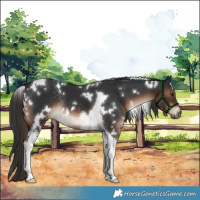Horse Color:White Spotted Liver Chestnut Tobiano Rabicano