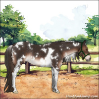 Horse Color:White Spotted Liver Chestnut Tobiano Rabicano 