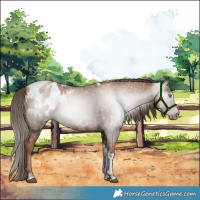 Horse Color:Gray Liver Chestnut Pearl Sabino Tobiano Appaloosa Rabicano 