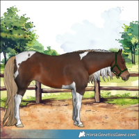 Horse Color:Liver Chestnut Tobiano 