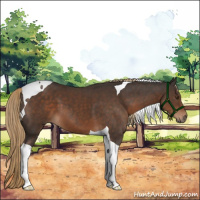 Horse Color:Liver Chestnut Tobiano