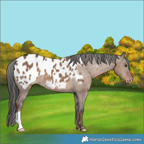 Horse Color:Liver Red Dun Appaloosa