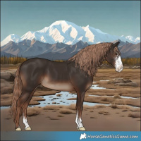 Horse Color:Liver Chestnut Sabino