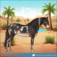 Horse Color:White Spotted Liver Chestnut Sabino 