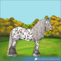 Horse Color:Silver Black Appaloosa