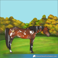 Horse Color:White Spotted Bay 