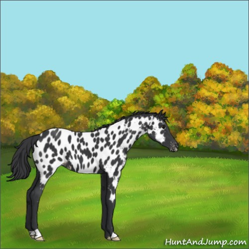 Horse Color:Black Appaloosa