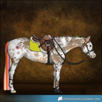 Horse Color:Painted Buckskin Dun Sabino Splash 
