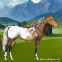 Horse Color:Silver Buckskin Snowcap Rabicano