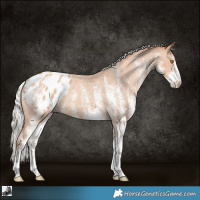 Horse Color:White Spotted Silver Classic Champagne Appaloosa Rabicano 