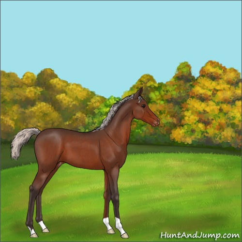 Horse Color:Silver Bay Roan Appaloosa 