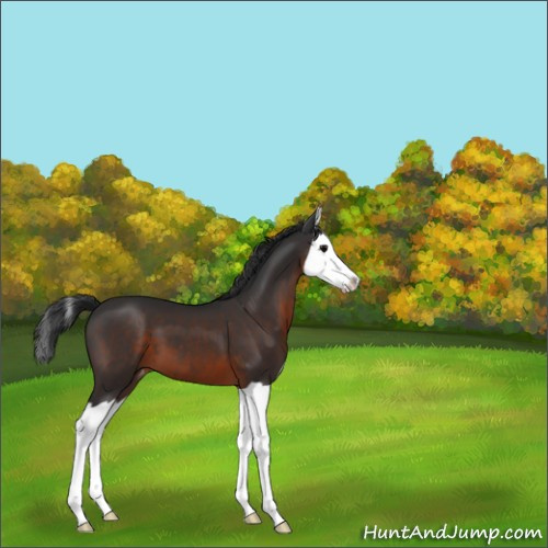 Horse Color:Unknown 