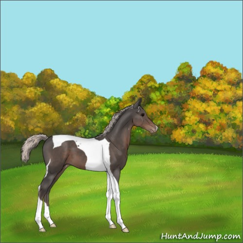 Horse Color:Silver Black Tobiano Appaloosa 