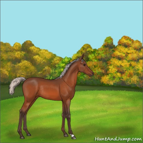 Horse Color:Unknown 