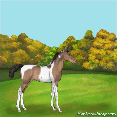 Horse Color:Unknown 