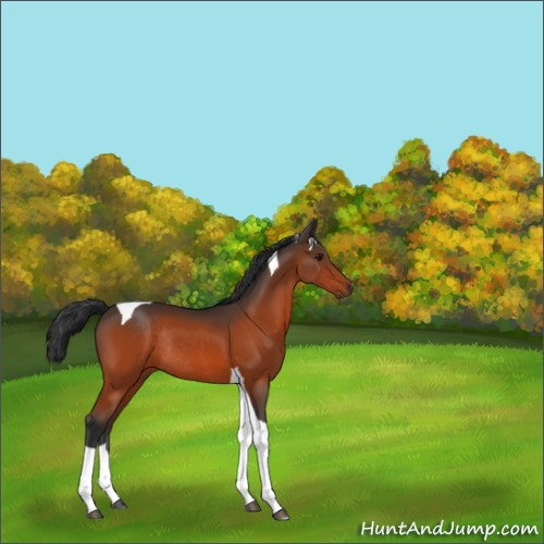 Horse Color:Unknown 
