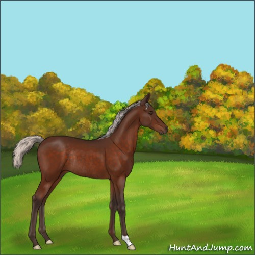 Horse Color:Silver Brown Rabicano 