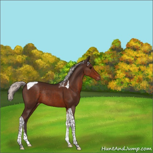 Horse Color:Unknown 