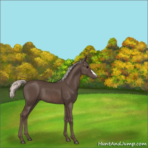 Horse Color:Silver Black Rabicano 