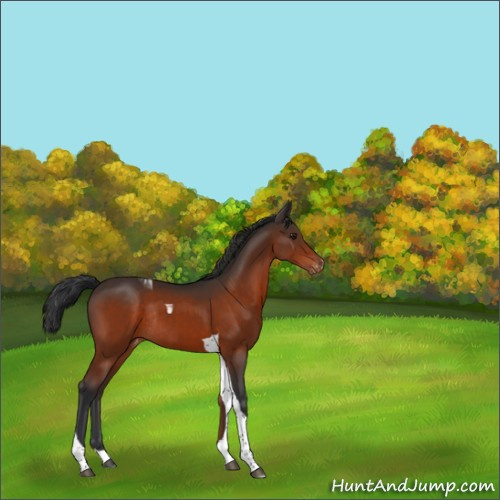 Horse Color:Brown Tobiano Appaloosa Rabicano 