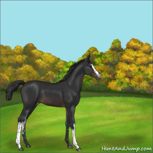 Horse Color:White Spotted Brown Appaloosa 