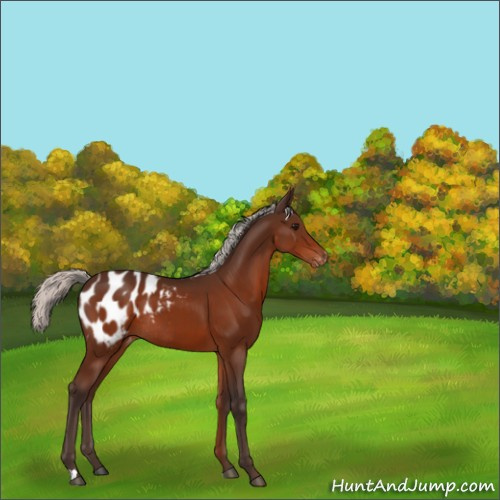 Horse Color:Silver Bay Appaloosa Rabicano 