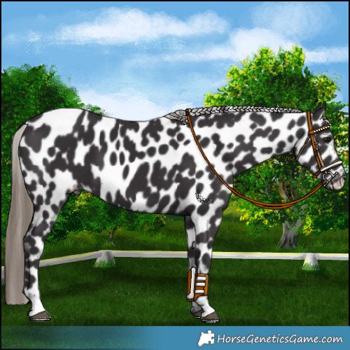 Horse Color:Smoky Black Appaloosa 