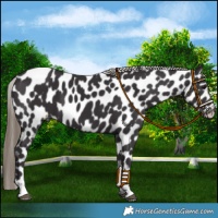 Horse Color:Smoky Black Leopard 