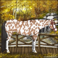 Horse Color:Brown Dun Leopard 