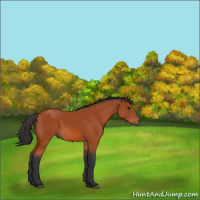 Horse Color:Brown Sabino