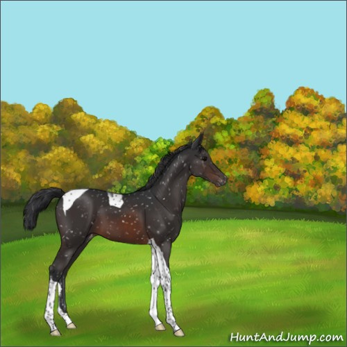 Horse Color:Brown Tobiano Appaloosa 