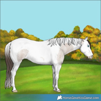 Horse Color:Classic Champagne Roan Splash Tobiano Rabicano 