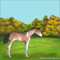 Horse Color:Brown Splash Rabicano