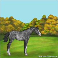 Horse Color:Blue Ice Roan Sabino Rabicano 