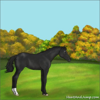 Horse Color:Gray Black 