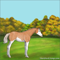Horse Color:Silver Buckskin Roan Splash Rabicano 