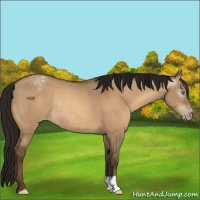 Horse Color:Gray Sable Champagne Dun Appaloosa Rabicano 