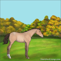 Horse Color:Sable Champagne Roan Rabicano