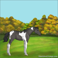 Horse Color:Black Tobiano 