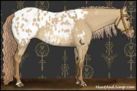 Horse Color:Chocolate Palomino Dun Sabino Blanket Rabicano 