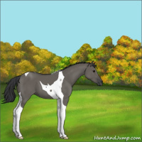 Horse Color:Grullo Tobiano 