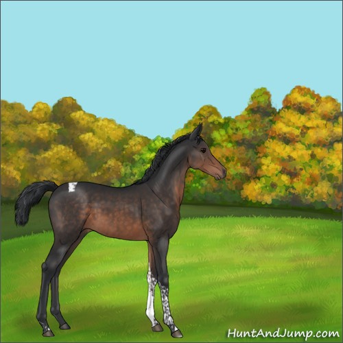 Horse Color:Brown Tobiano 