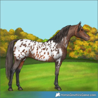 Horse Color:Brown Appaloosa 