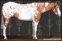 Horse Color:Bay Splash Tobiano Near Leopard  and Bay Splash Tobiano Near Leopard Rabicano 