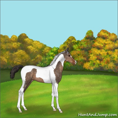 Horse Color:Brown Dun Tobiano Appaloosa 
