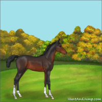 Horse Color:Brown Tobiano 