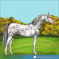 Horse Color:Brown Tobiano Snowflake Varnish 