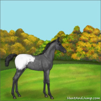 Horse Color:Blue Roan Appaloosa 